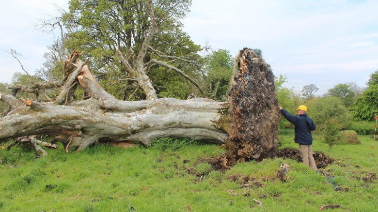 Uprooted tree reveals 1,000-year-old skeleton