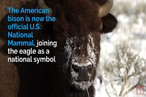 National Bison Legacy Act